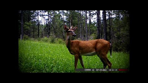 Young deer antlers developing. Velvet growing on whitetail bucks.