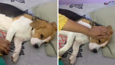 Sad Beagle Is Utterly Disappointed With His Owner