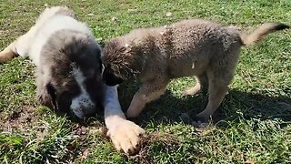 10 week Noble Bear Caucasian Ovcharka, Tibetan Mastiff and American Akita