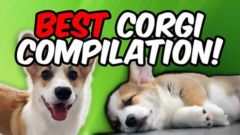 The Best And Cutest Corgi Dog Compilation with Plump! Which is your Favorite?