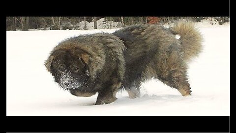 Caucasian Shepherd Brutal Russian Bear Dog