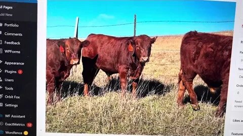 Young pureblood bred South Poll cow/calf pairs to start your own grass genetic herd from!