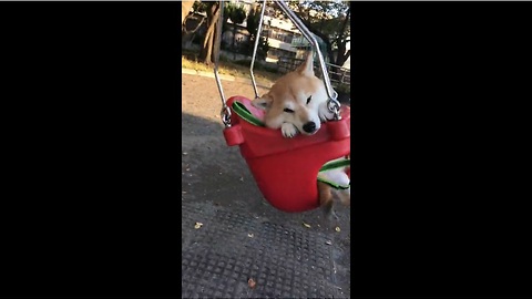 Japanese dog super relaxed during swing ride