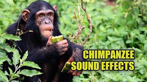 Chimpanzee Sounds 🦧 What Do Chimps REALLY Sound Like?