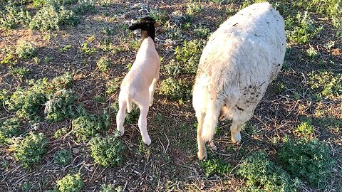 Week Old Dorper Ram Lambs.