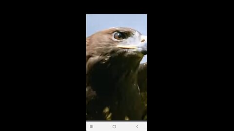 Eagle atttack video