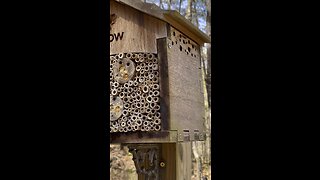 Mason bees