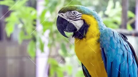 Most Beautiful Macaws in the world | Funny cute pets lovers