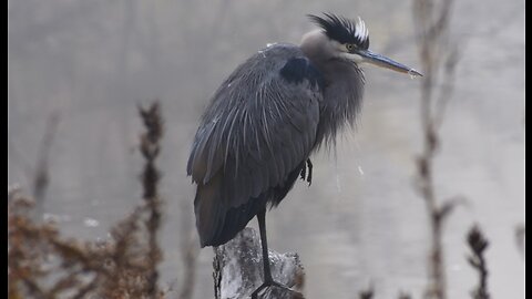 Great blue heron/Czapla modra (Ardea herodias) 30.10.2022 Ontario. Nikon d7500 series