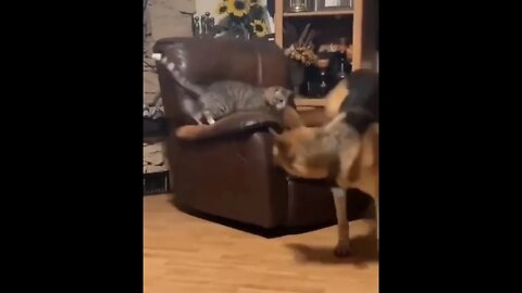 Cat Owns Dog For Chair Dominance