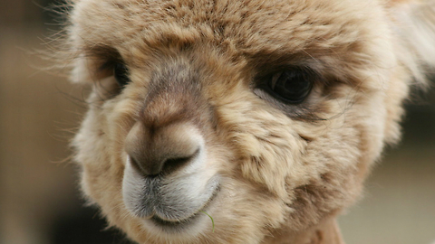 Adorable Baby One-Humped Camel