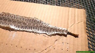 Preserving Rattlesnake skin