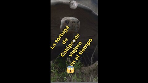 La tortuga de las Galápagos, un imprevisto viajero en el tiempo