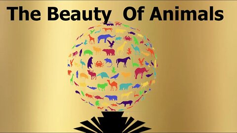 The Beauty of Animals - A Compilation , Enjoy ❤️