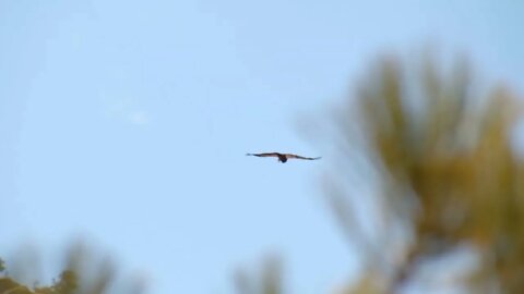 Slow Motion, California Condor Flying Above Trees, Day Sunny Sky