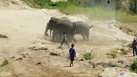 Chiang Mai Elephants protecting the only baby!