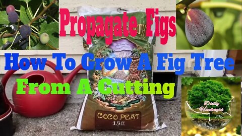 How to Grow a Fig Tree from a Cutting | Propagate Figs for your Garden