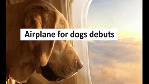Bark Air debuts about 6k to fly your dog