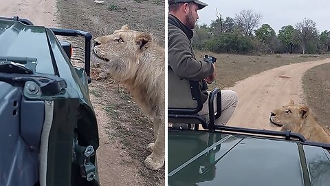 Dangerous Close Call With Curious Male Lion