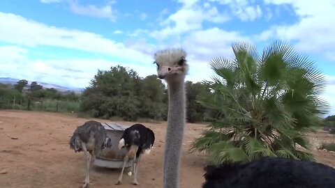 Ep. 7 - Tractor ride at Safari Ostrich Farm