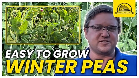 5 Reasons to Grow Austrian Winter Peas as Cover Crops: Plus BONUS REASON