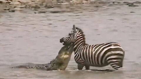 Lion attack Zebra || Cocodile attack Zebra || Hyena...2022