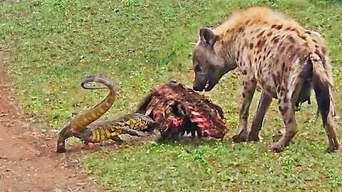 Giant Lizard Slaps Hyena in Face