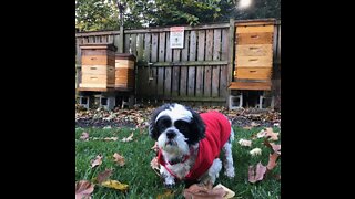 How to build quilt boxes for honeybees.