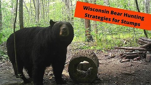 Wisconsin bear baiting tactics | Hollow Stump