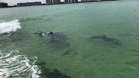 Family of Dolphins in the Wake