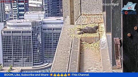 Live Peregrine Falcon Watch. Waiting For The Eggs To Hatch. South Facing. 08/10/2023.