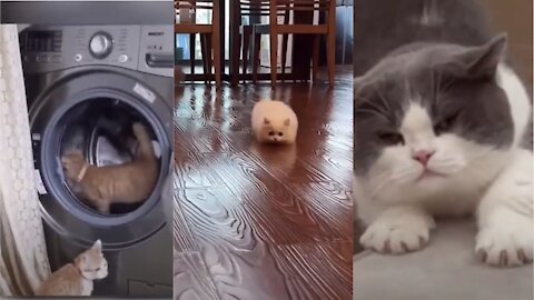 Best Funny Cat Videos 🤓 Cat Videos Compilation