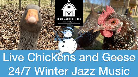 Live Chicken and Geese Cams | 24/7 Streaming Winter Jazz Music