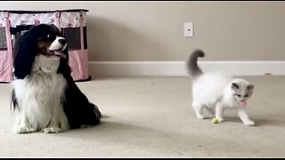 3 minutes of pure preciousness as Ragdoll Kitten plays with Newfie and Cavalier brothers.