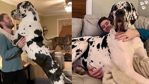 Life with a Great Dane Dog - Daily Routine with Two Great Danes