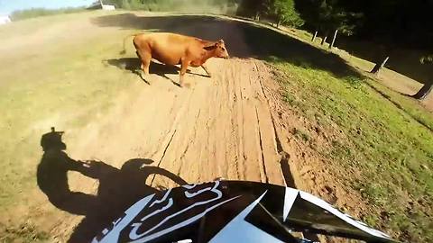 Guy Crashes Into A Cow While Riding Dirt Bike