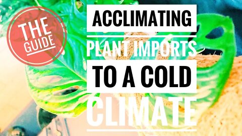 HOW TO ACCLIMATE IMPORTED RARE PLANTS. COLDER CLIMATES & PLANT IMPORTS GUIDE | Gardening In Canada