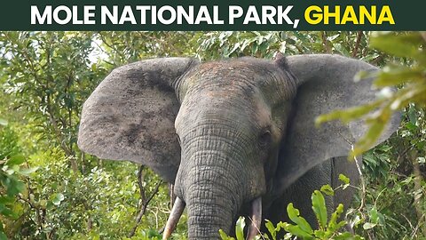 Up-Close with ELEPHANTS at MOLE NATIONAL PARK - Ghana's Largest Wildlife Park