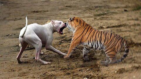 Dog and tiger fight amazing