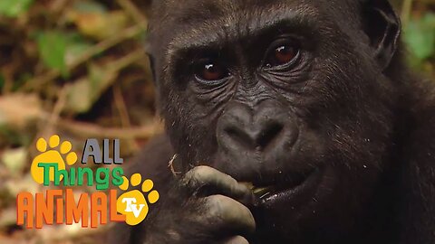 * GORILLA * | Animals For Kids |