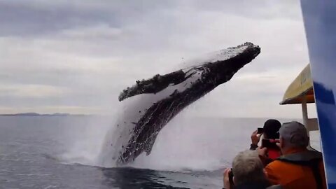 whale almost jumps onto whale sightseeing boat