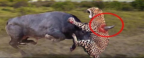 10 times leopards messed with the wrong opponent