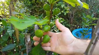 frutiferas produzindo em vaso pera goiaba tailandesa ameixa cajá l. imperial...