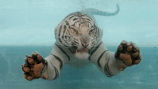 TIGER SWIM: Bengam Tiger Dives For Food