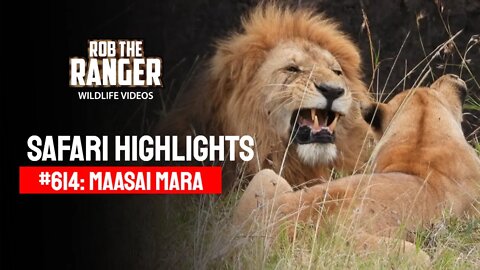 Safari Highlights #614: 15 & 17 August 2021 | Maasai Mara/Zebra Plains | Latest Wildlife Sightings