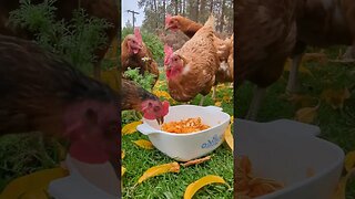 Pumpkin Seeds for the ladies 🎃 #chickens #pumpkins #homesteading #farmlife #farmanimals