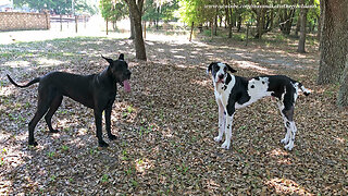 Who Let the Dogs Out? ~ Happy Great Danes vs Newspaper