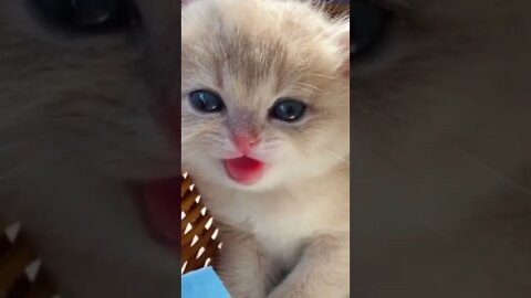 FUNNY CUTE PUPPY - Tiktok Compiled #Shorts