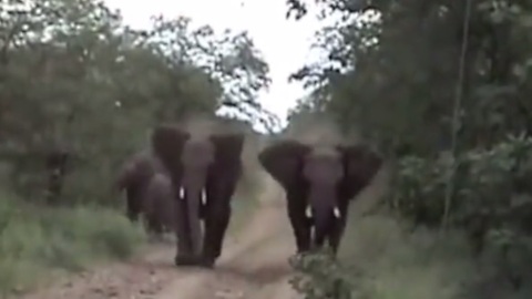 Two Charging Elephants Go In Attack Mode On A Safari Vehicle