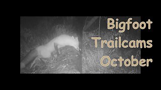 Bigfoot Trail Cams October Log Cam